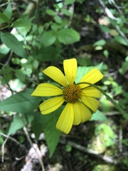 Heliopsis gracilis
