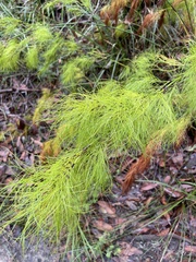 Caustis blakei