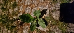 Plantago major