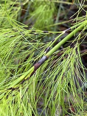 Caustis blakei