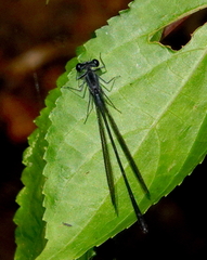 Elattoneura leucostigma
