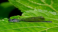 Elattoneura leucostigma