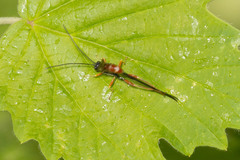 Dolichomitus irritator