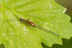 Dolichomitus irritator