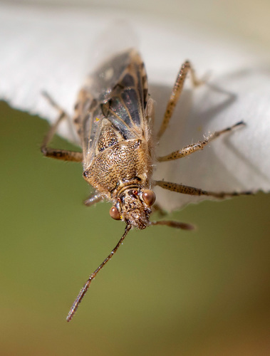 Hyaline Grass Bug photo 3