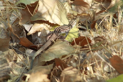 Aspidoscelis exsanguis