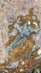 Evasterias troschelii