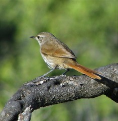 Sharp-Billed Canastero photo 2