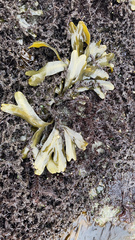 Evasterias troschelii