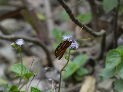 Ithomia heraldica