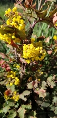 Berberis piperiana
