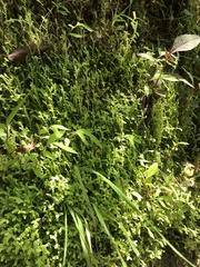 Selaginella ludoviciana