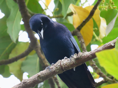 Molothrus bonariensis