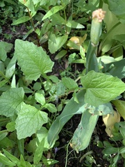 Lapsana communis