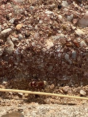 Pseudomethoca bequaerti