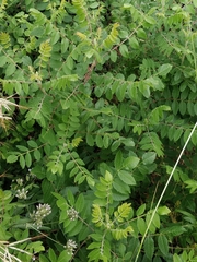 Rhus coriaria image