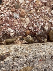 Pseudomethoca bequaerti