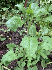 Lapsana communis