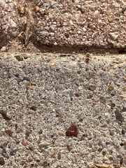 Pseudomethoca bequaerti