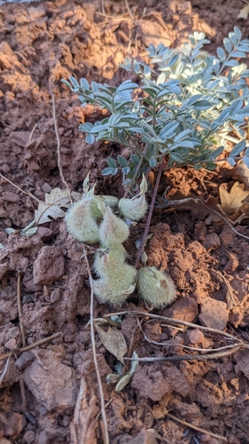 Image of Astragalus concordius by (c) Darrin Gobble, some rights reserved (CC BY)