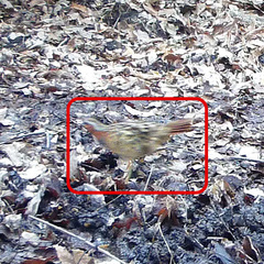 Bambusicola thoracicus