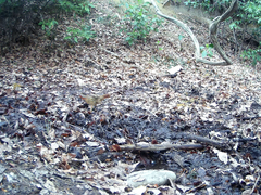 Bambusicola thoracicus