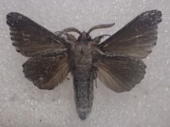 Symphyta colpodes