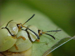 Paraselenis flava