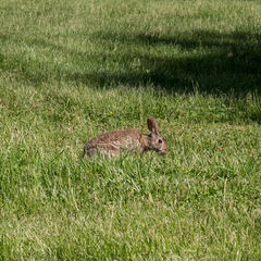 Sylvilagus floridanus