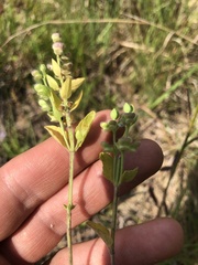 Scutellaria parvula australis