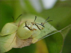 Paraselenis flava