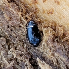 Platylomalus aequalis