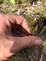 Scutellaria parvula australis