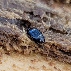 Platylomalus aequalis