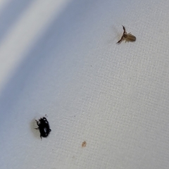 Platylomalus aequalis