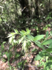Lithospermum virginianum