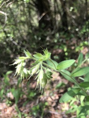 Lithospermum virginianum