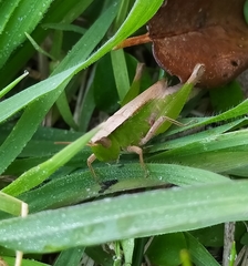 Dichromorpha australis