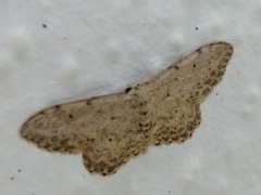 Idaea incisaria