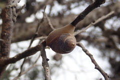 Bothriembryon tasmanicus