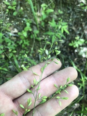Festuca paradoxa