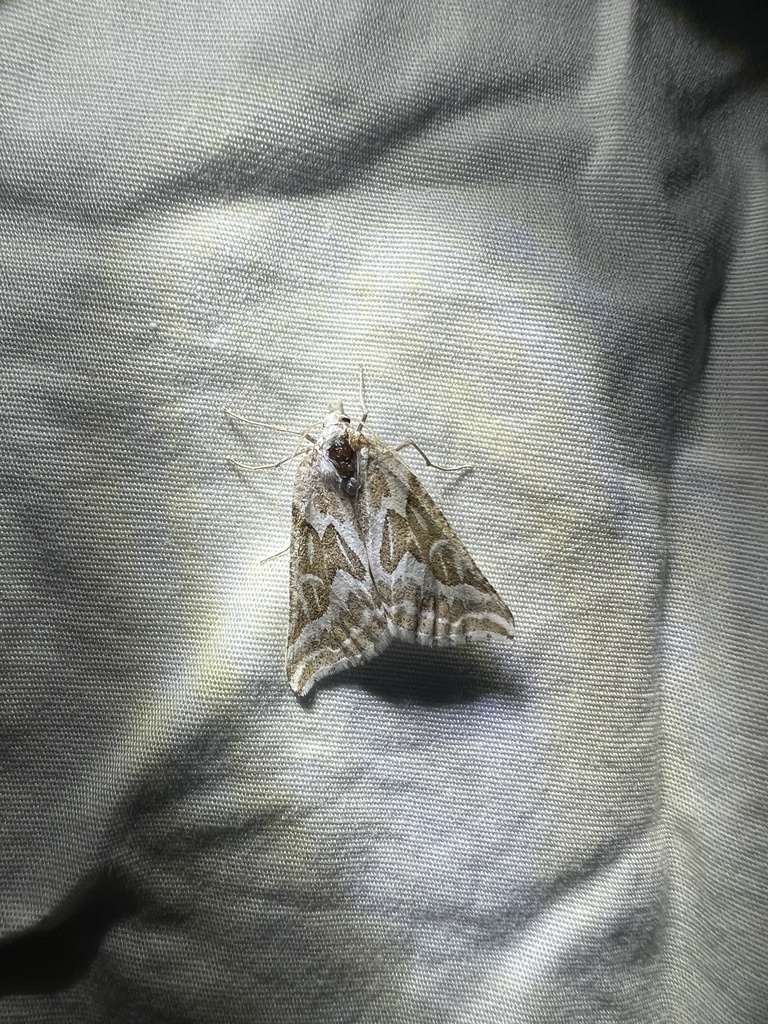 Sagebrush Girdle Moth