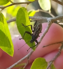 Naupactus xanthographus