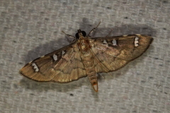 Cotachena hicana