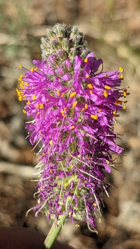 Image of Dalea searlsiae by (c) Darrin Gobble, some rights reserved (CC BY)