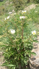 Drymocallis rupestris