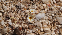 Leptosiphon lemmonii