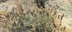 Brickellia frutescens