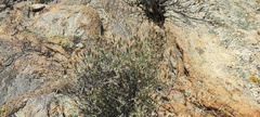 Brickellia frutescens