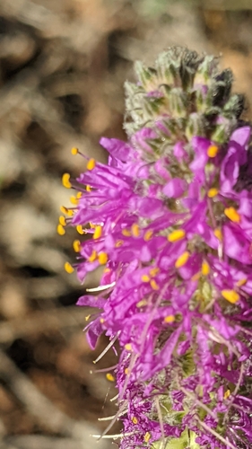 Image of Dalea searlsiae by (c) Darrin Gobble, some rights reserved (CC BY)
